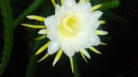 Dragonfruit Flower Blooming Stock Footage 218461091