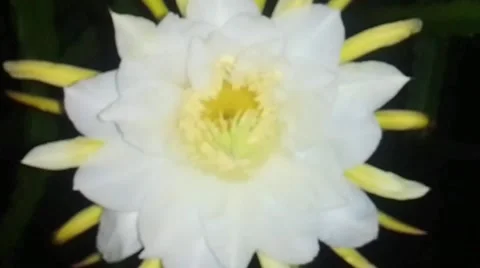 Dragonfruit Flower Blooming Stock Footage 218461153