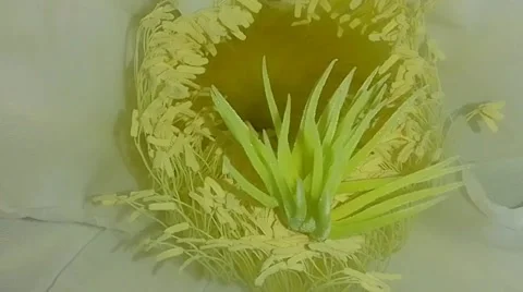 Dragonfruit Flower Blooming Stock Footage 218461202