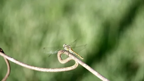 Dragonly takes off then returns. Video stock 232598965