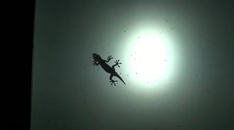 Dragon.mp4 Video stock 11846424