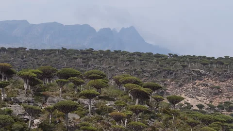 Dragon's blood trees forest growing on socotra island hillside Vidéo 333621413
