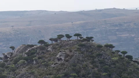 Dragon's blood trees growing on a rocky mountain top in socotra 스톡 동영상 333502453