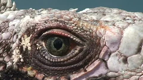 Dragon's Eye Stock Footage 11290261