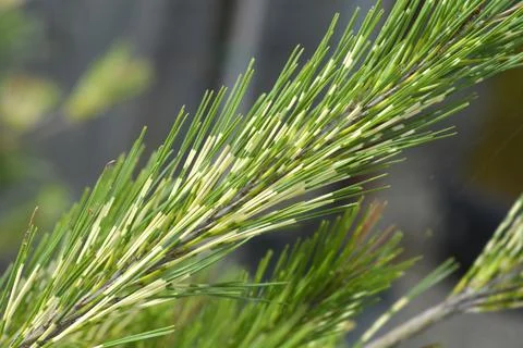 Dragons-eye Pine Stock Photos