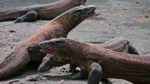 Dragons fighting 스톡 동영상 235899326