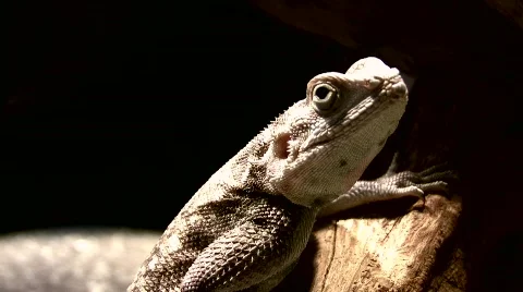 Dragons Stock Footage 644455