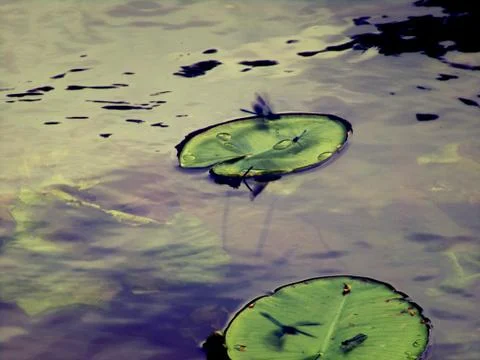 Dragons Fotos de archivo