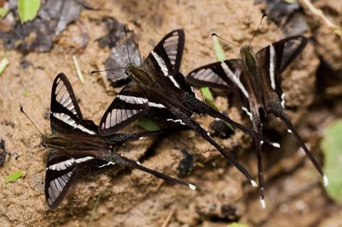 Dragontail Butterfly Stock Photos