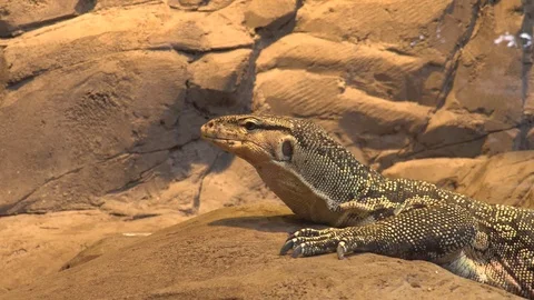 Dragoon of komodo Stock Footage 107092128