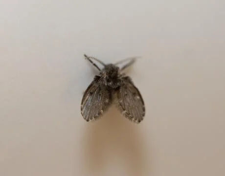 Drain Fly Macro Stock Photos