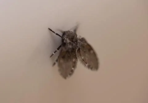 Drain Fly Macro Stock Photos