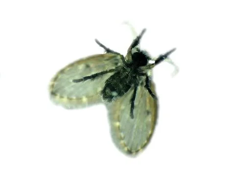 Drain fly in a macro shot Stock Photos