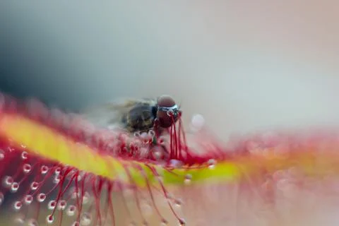 Drain of the fly Stock Photos