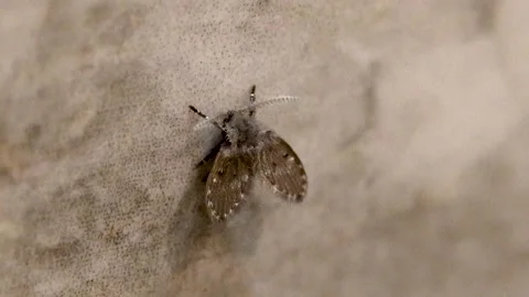 Drain Fly on tile wall flexing its antennas like a boss Vidéo 197518526