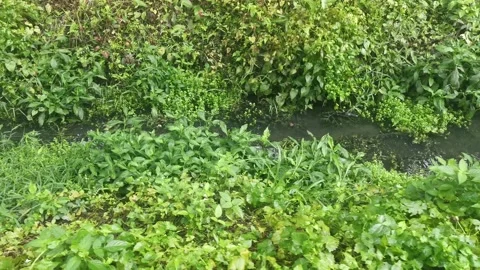 The drain 库存影片 171098766