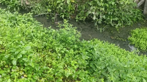 The drain 库存影片 171098784