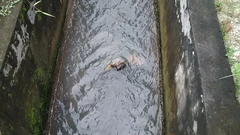 Drain Stock Footage 240945674