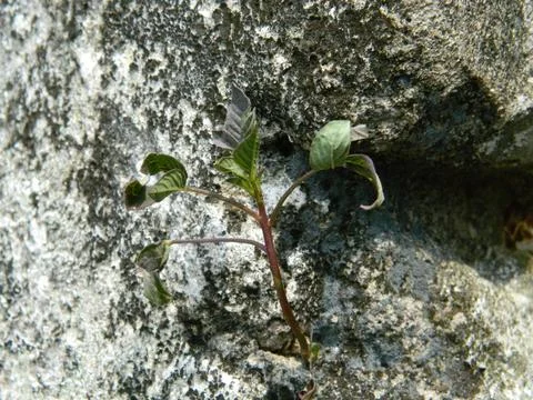Drain pipe Stock Photos