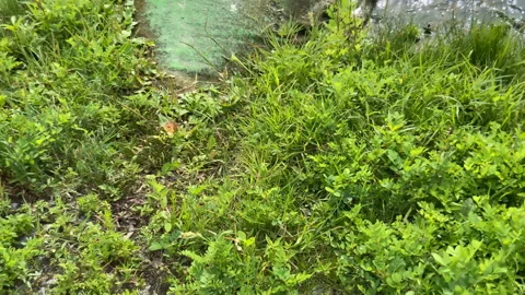 Drain Pipe in river, Dirty old drain polluting a river in grass-covered coast Stock Footage 159595812