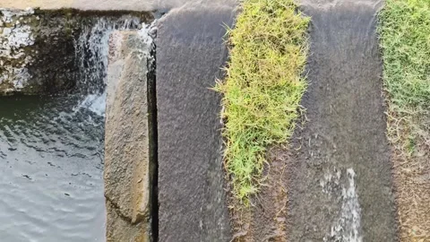 Drain Water Flow With Moss and Vegetation 库存影片 330325325