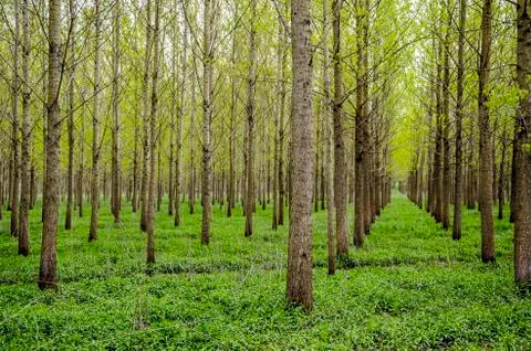 Drainage forest Stock Photos