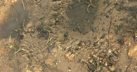 Drainage Mud water flowing Texture | Stock Video | Pond5