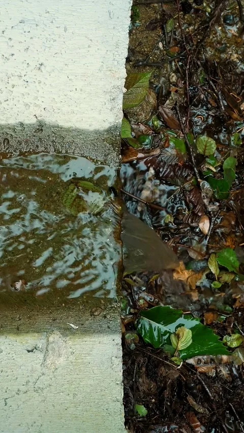 Drainage system in the forest. Water flowing through the channel. Forest and Stock Footage 315089813