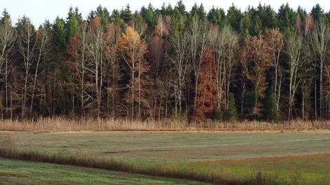 Drained pond in a nature reserve during autumn Video stock 325891719