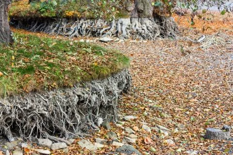 Drained pond Stock Photos