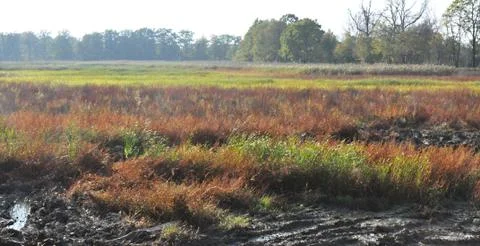 Drained pond Stock Photos