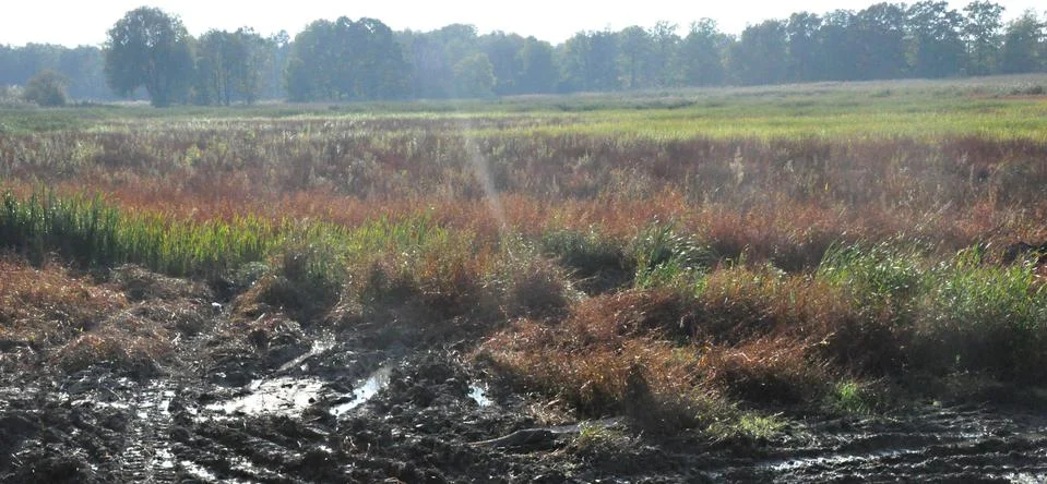 Drained pond Stock Photos
