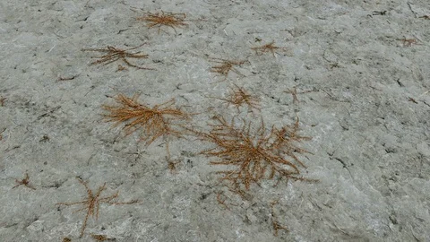 Drained Salt Lake Stock-Footage 101631656