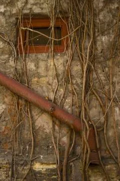 Drainpipe on the wall with grapes Stock Photos