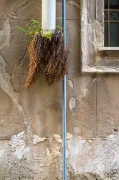 The drainpipe's wild beard Foto stock