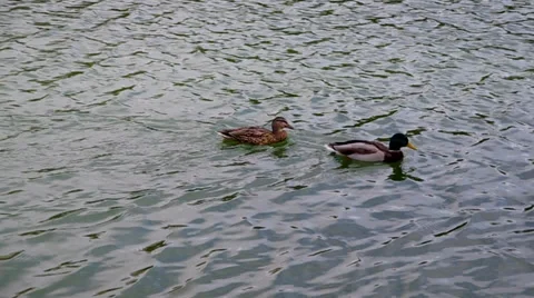 Drake and duck Stock Footage 32146598