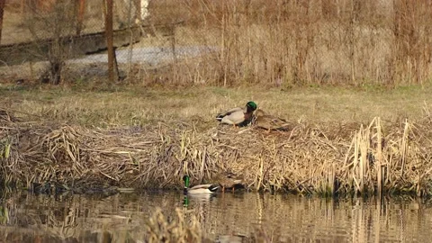 A drake and a duck Stock Footage 191032123