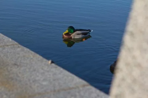 Drake bird Stock Photos