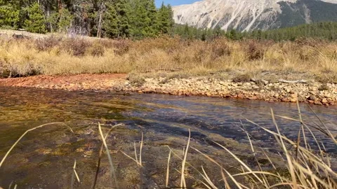 Drake the Brown Lab Vídeos de archivo 330682431