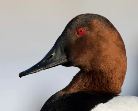 Drake Canvasback Stock Photos