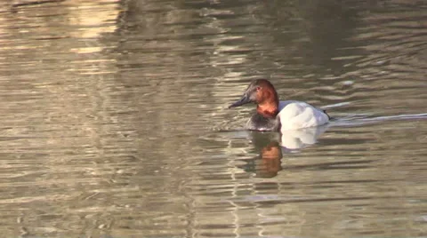 Drake Canvasback Swimming Stock-Footage 33959758
