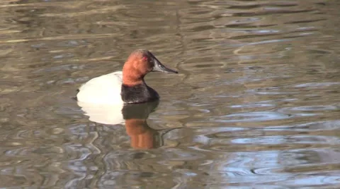 Drake Canvasback Swimming Vídeos de archivo 33960606
