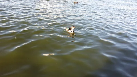 Drake cleans feathers 4K Stock Footage 110700739