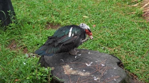 Drake cleans its face Stock Footage 228806929