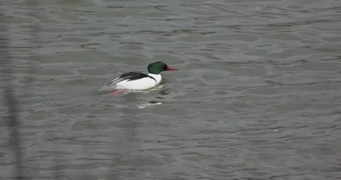 Drake common merganser gliding across the current of a river Vídeos de archivo 344030207