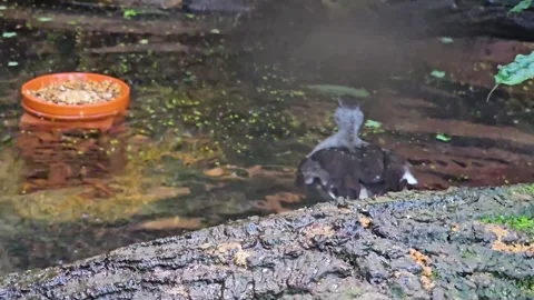 A drake duck cleaning it self Stock Footage 296554788