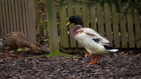 A Drake duck in motion Stock Footage 289671463