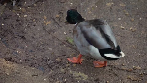 A drake duck in motion Stock Footage 291645285