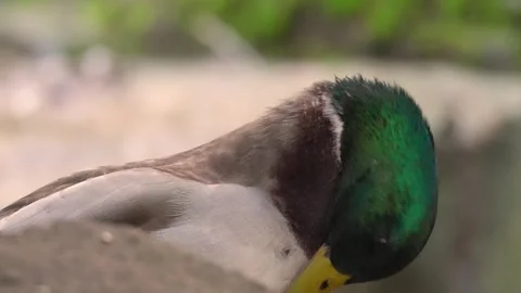 A drake duck in motion Stock-Footage 291648098