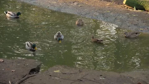 A drake duck in motion Stock Footage 291649903